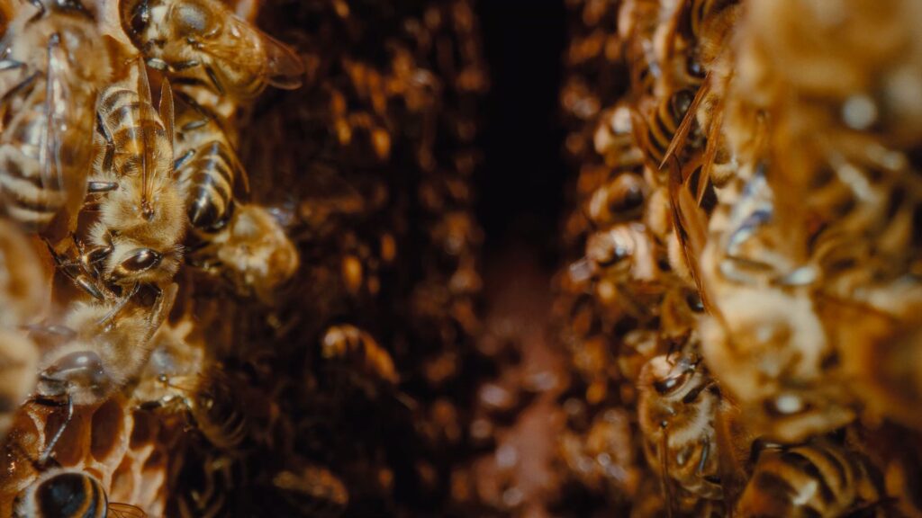 Miles de abejas en su panal